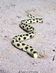 Spotted snake eel makes its way towards the camera by Laura Dinraths 